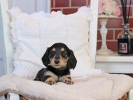 KaninchenDachshund-4208