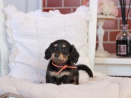 KaninchenDachshund-4237 KaninchenDachshund-4237