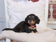 KaninchenDachshund-4246