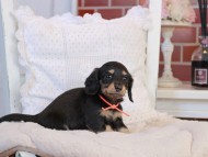 KaninchenDachshund-4252 KaninchenDachshund-4252