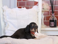 KaninchenDachshund-4256