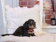 KaninchenDachshund-4263 KaninchenDachshund-4263