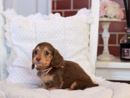 KaninchenDachshund-4271