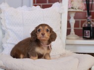 KaninchenDachshund-4277