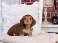 KaninchenDachshund-4277