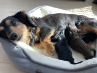 KaninchenDachshund-42844167