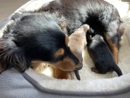 KaninchenDachshund-42844169