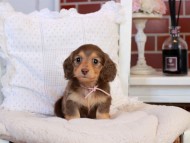 KaninchenDachshund-4300