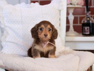 KaninchenDachshund-4302