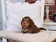 KaninchenDachshund-4320