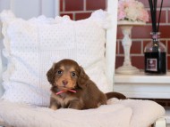 KaninchenDachshund-4326