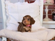 KaninchenDachshund-4329