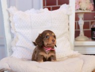 KaninchenDachshund-4342