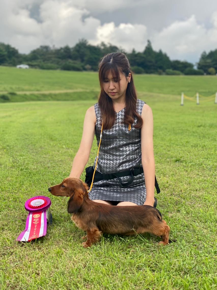 ミニチュア ダックスフンド 【ドッグショー】しんのすけのデビュー戦