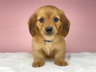 KaninchenDachshund1038