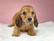 KaninchenDachshund2044