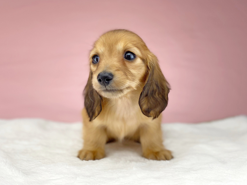 カニンヘン ダックスフンド ハニー & 竹千代の子犬 レッド 女の子KaninchenDachshund2051 カニンヘン ダックスフンド ハニー & 竹千代の子犬 レッド 女の子