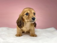 KaninchenDachshund2052