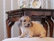 KaninchenDachshund267