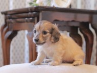 KaninchenDachshund271