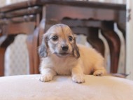 KaninchenDachshund279
