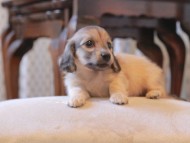 KaninchenDachshund284