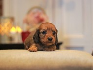 -KaninchenDachshund3044