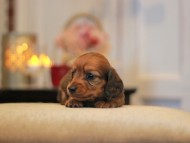 -KaninchenDachshund3048