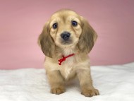 KaninchenDachshund3057 KaninchenDachshund3057