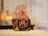 -KaninchenDachshund3057