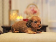 -KaninchenDachshund3061