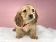 KaninchenDachshund3063 KaninchenDachshund3063