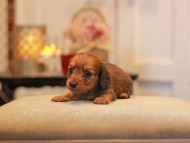 -KaninchenDachshund3064