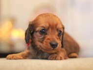 -KaninchenDachshund3081