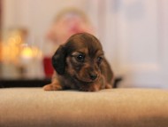 -KaninchenDachshund3088