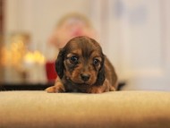 -KaninchenDachshund3089