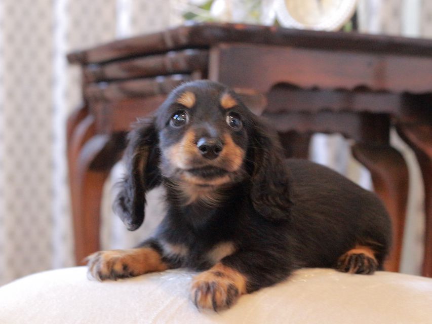 カニンヘン ダックスフンド まる&ブルースの子犬 ブラックタン 男の子