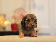 -KaninchenDachshund3105
