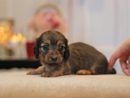 -KaninchenDachshund3115