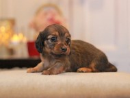 -KaninchenDachshund3116