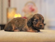 -KaninchenDachshund3119