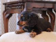 KaninchenDachshund318