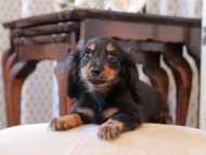 KaninchenDachshund324