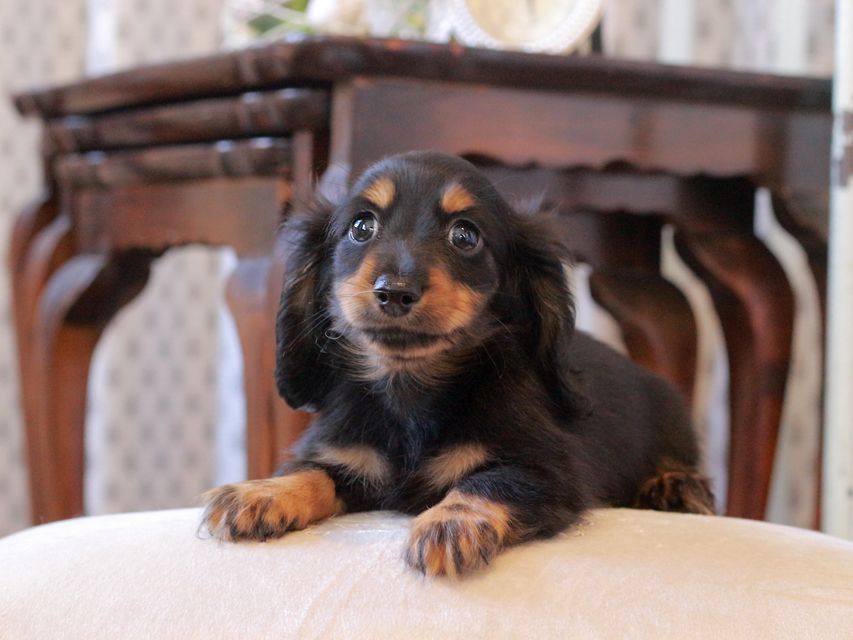 カニンヘン ダックスフンド まる&ブルースの子犬 ブラックタン 男の子