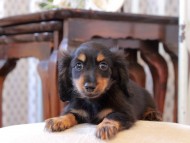 KaninchenDachshund328