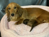 KaninchenDachshund38