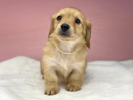 KaninchenDachshund4072 KaninchenDachshund4072