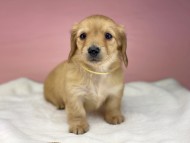 KaninchenDachshund4076 KaninchenDachshund4076