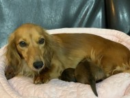KaninchenDachshund42