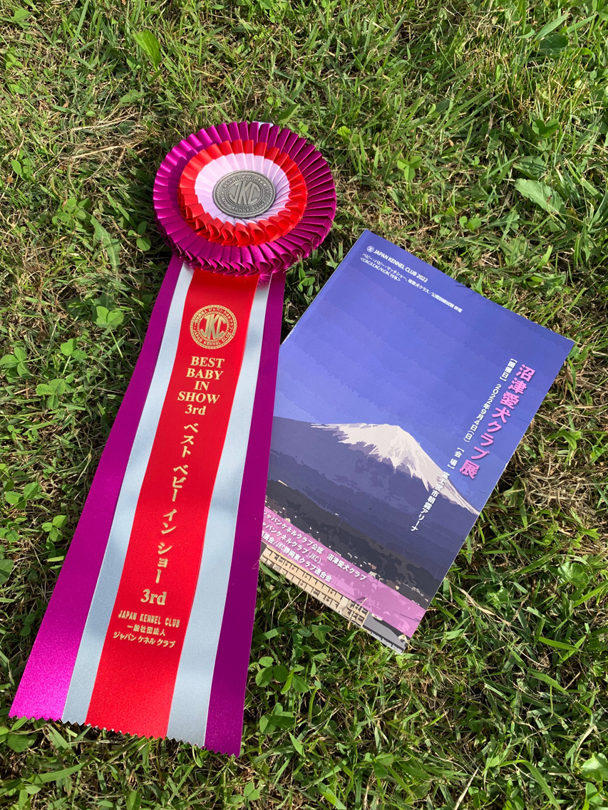 ミニチュア ダックスフンド 【ドッグショー】しんのすけのデビュー戦